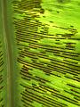 Fertile fronds of fern, Fern house, Royal Botanic Gardens IMGP2570